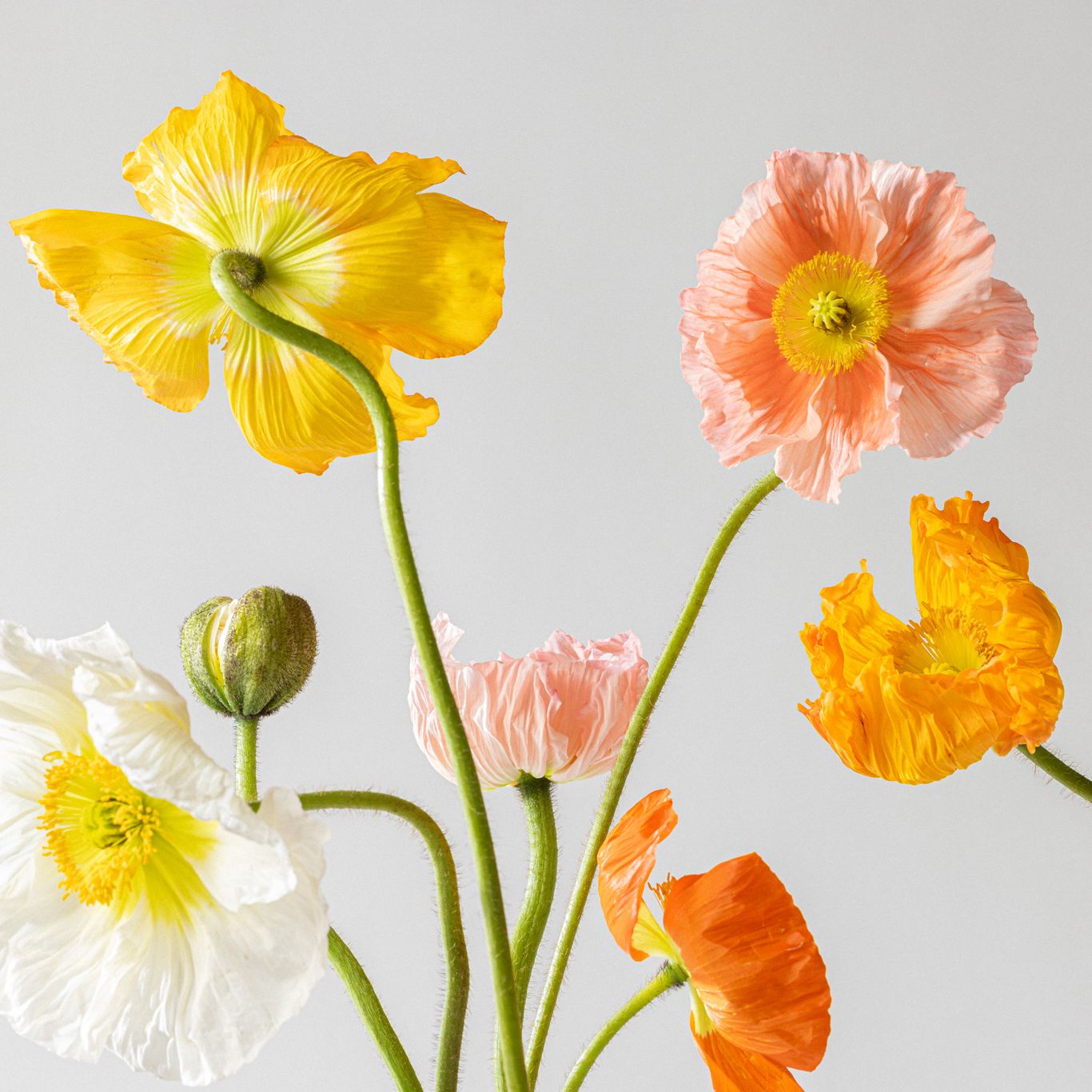 20230623 lebloom audreyma 053
